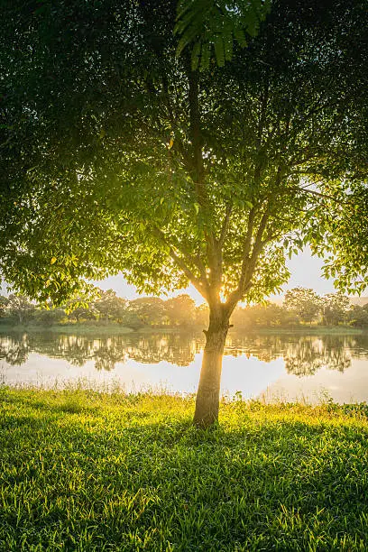 Trees near lake and green grass where light shines