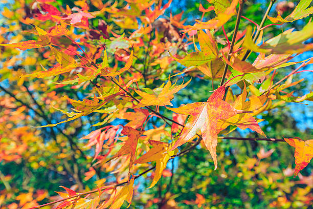 istock Beautiful Colorful Autumn maple Leaves 628428308