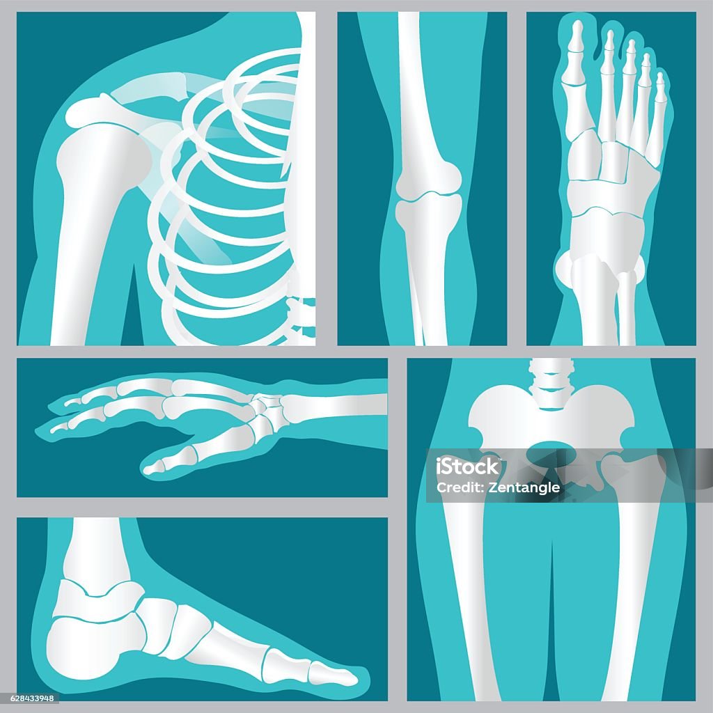 Set of xray of human. Set of xray of human,human joints,knee joint,elbow joint, ankle joint, wrist, skeletal spinal bone structure of Human Spine, emblem or sign of medical diagnostic center ,flat vector illustration. Joint - Body Part stock vector