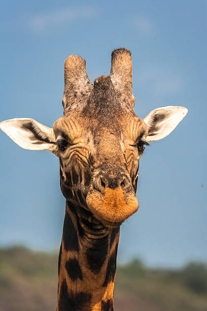 istock Giraffe portrait. Head closeup. Masai Mara. Kenya. 628434280