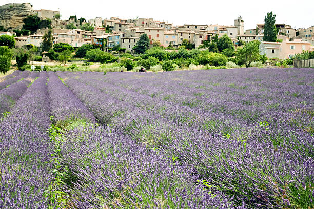 istock lavender flowers growing provence fields france 628437144