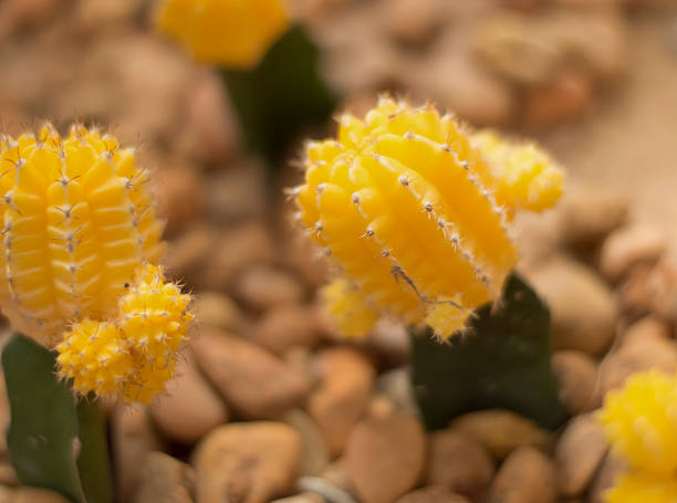 yellow cactus in garden stock photo