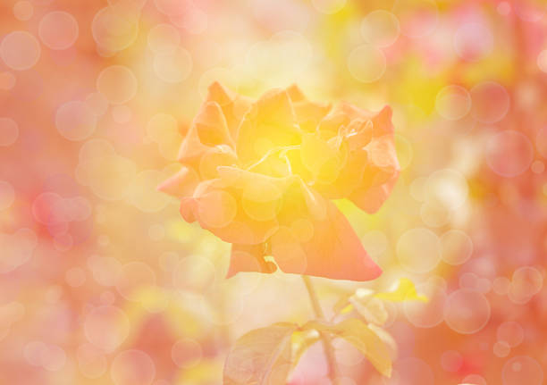 abstract rose with bokeh stock photo