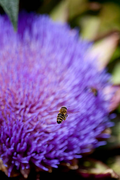 Bees pollinating a flower stock photo