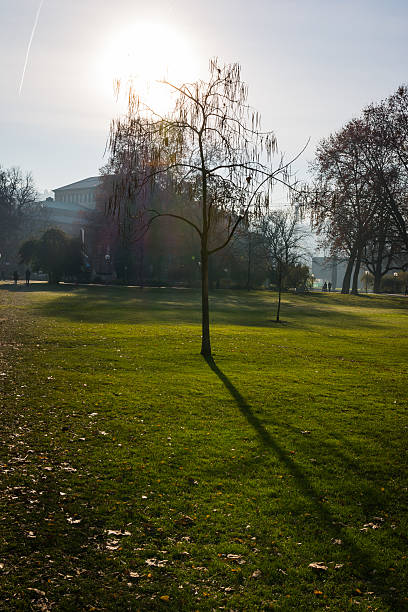 istock Dead Tree Park Green Grass Cold Winter Morning Alone Nature 628440610
