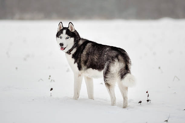 istock Portrait of Siberian Husky 628441190