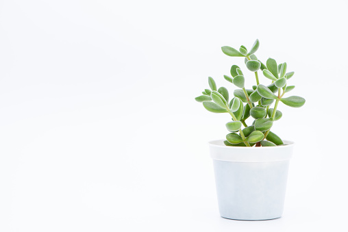 A succulent plant on a white background