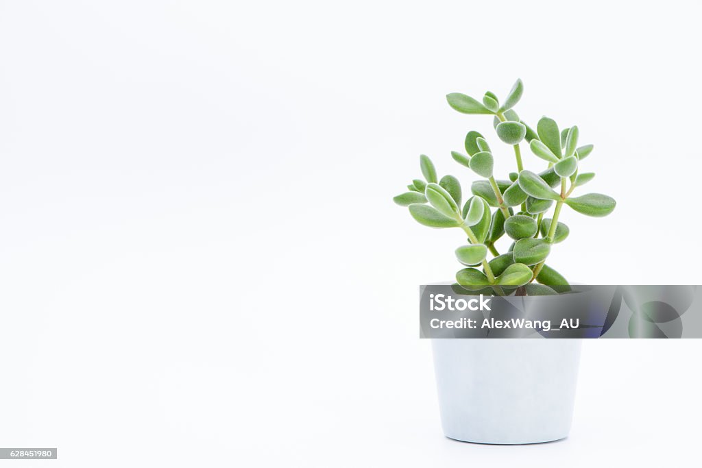 succulent plant potted A succulent plant on a white background Small Stock Photo