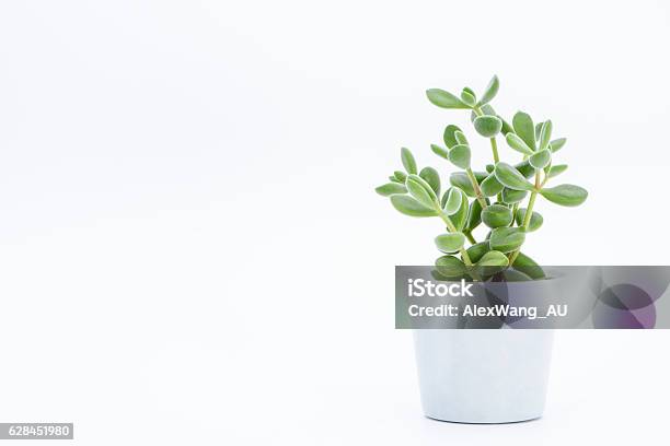 Succulent Plant Potted Stock Photo - Download Image Now - Small, Plant, Flower Pot