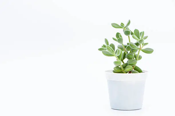 Photo of succulent plant potted