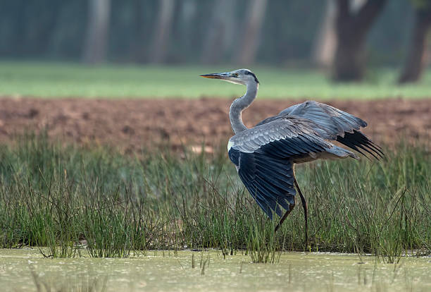 grey heron landing - frog catching fly water photos et images de collection