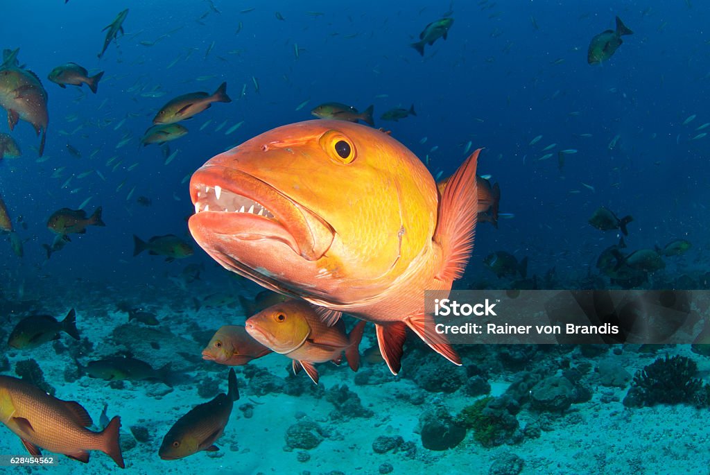 Snapper Teeth Stock Photo - Download Image Now - Red Snapper