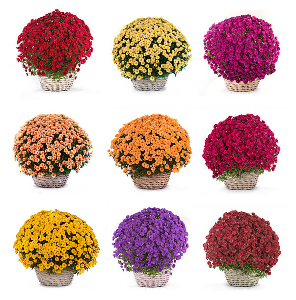 crisântemo  - chrysanthemum - fotografias e filmes do acervo