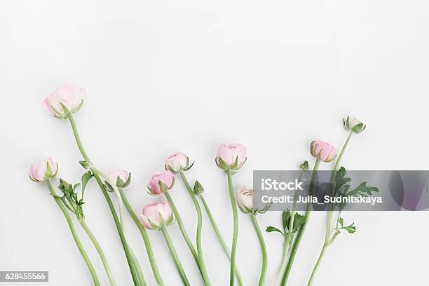 Flores Sobre Fondo Blanco Borde Floral Maqueta De Boda Lay Plana Foto de stock y más banco de imágenes de Ranúnculo