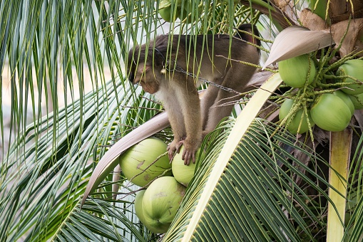 Monkey climbing a coconut tree, monkey is picking coconut