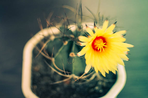 Cactus with yellow blossom in the pot. Close up of Cactus flower.