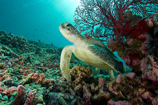 turtle ukrywanie - sea turtle coral turtle green sea turtle zdjęcia i obrazy z banku zdjęć