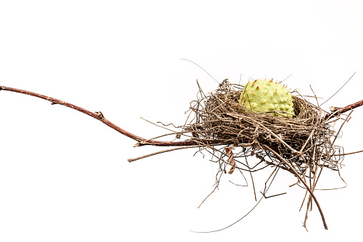 Conceptual image of a bird nest isolated on white background. Social problems 