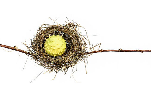 Conceptual image of a bird nest isolated on white background. Social problems.