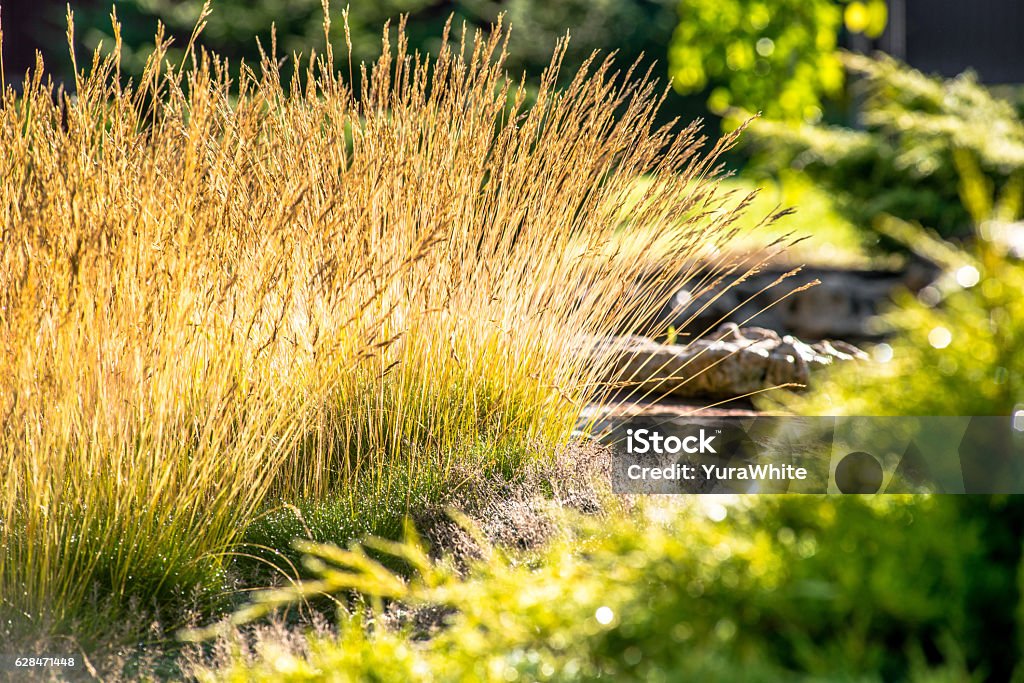 beautiful landscape design beautiful landscaping with beautiful plants and flowers Day Stock Photo