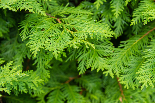natural background of green tree thuja