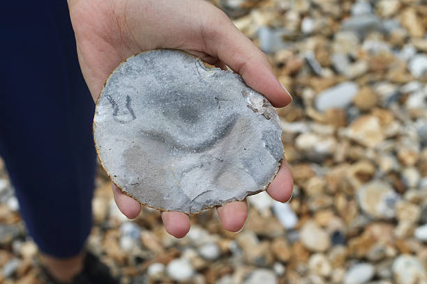 istock Inside and ironstone nodule held in hand Hengistbury Dorset England 628484330