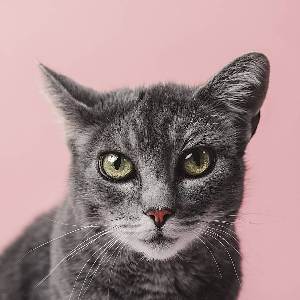 очаровательная серая кошка на розовом - animal head flash стоковые фото и изображения