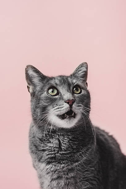 adorabile gatto grigio su rosa - animal head flash foto e immagini stock