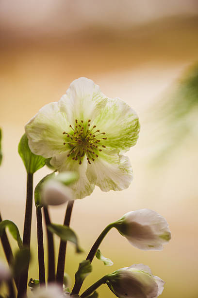 Helleborus niger, commonly called Christmas rose