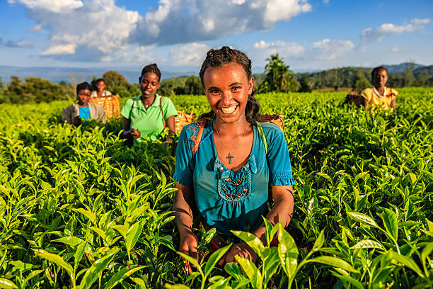 african women plucking tea leaves on plantation, east africa - tea crop picking agriculture women imagens e fotografias de stock