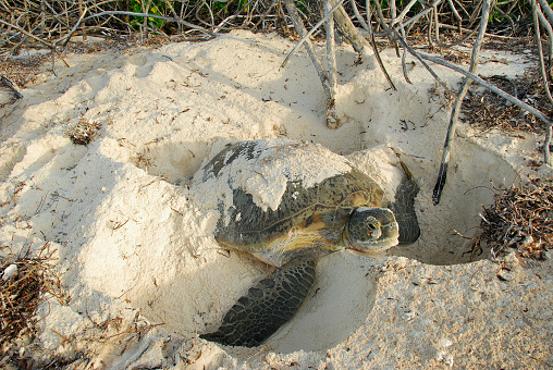 green turtle nesting on beach at sunrise in seychelles
