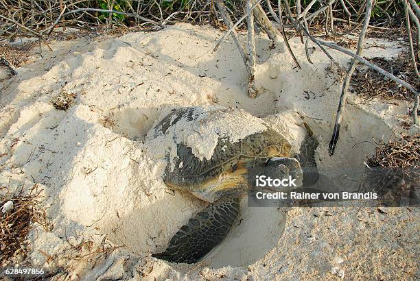 Nesting Green Turtle Stock Photo - Download Image Now - Animal Nest, Animal Egg, Green Turtle