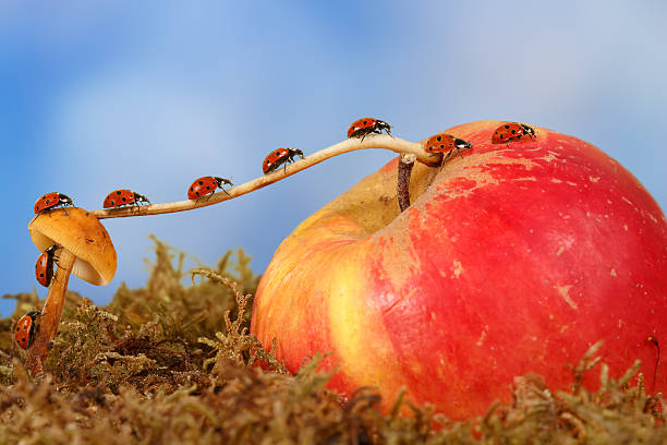 istock little ladybugs moves  from mushroom on Apple on sky background 628497908