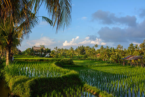 istock Rice fields in Ubud, Bali island, Indonesia 628498098