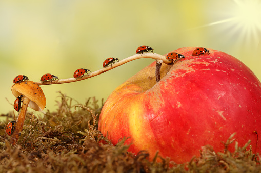 closeup many little ladybugs moves on a branch from fungus on Apple . Animal humor. the concept of movement or migration
