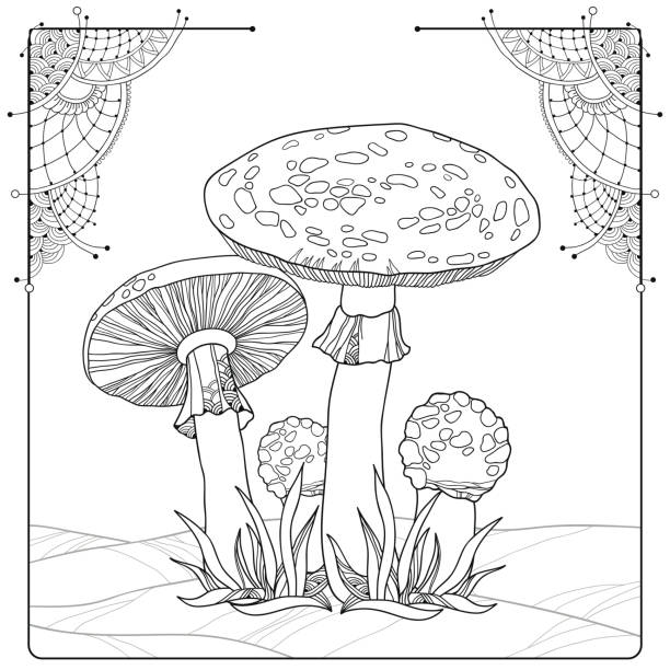 Vector Amanita or Fly agaric mushroom isolated on white. Vector composition with Amanita or Fly agaric mushroom isolated on white. Outline poisonous red-cup mushroom in line art decor. Floral elements in contour style for autumn design and coloring book. Blewit stock illustrations