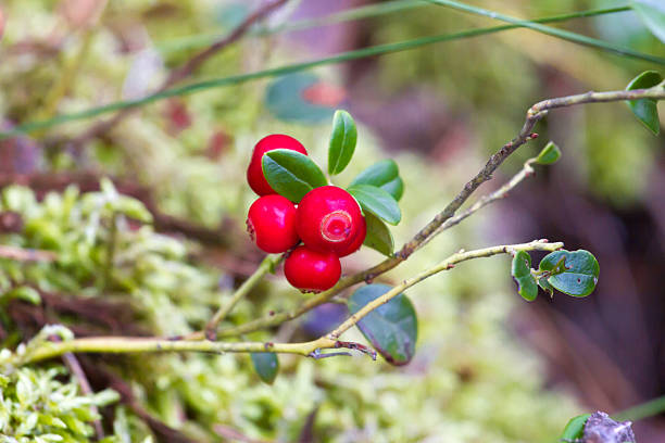 istock Wild cranberries in nature meadow. Red berries 628505108