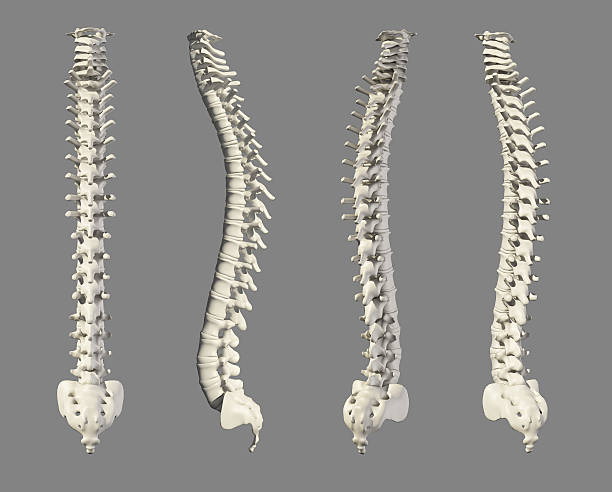 istock 3D illustration of Spine, medical concept. 628508536