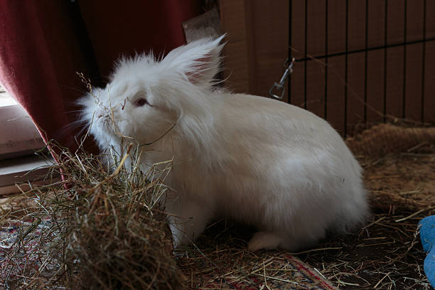 White long haired rabbit siffing hay stock photo