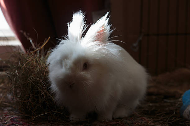 White long haired rabbit looking at the camera stock photo