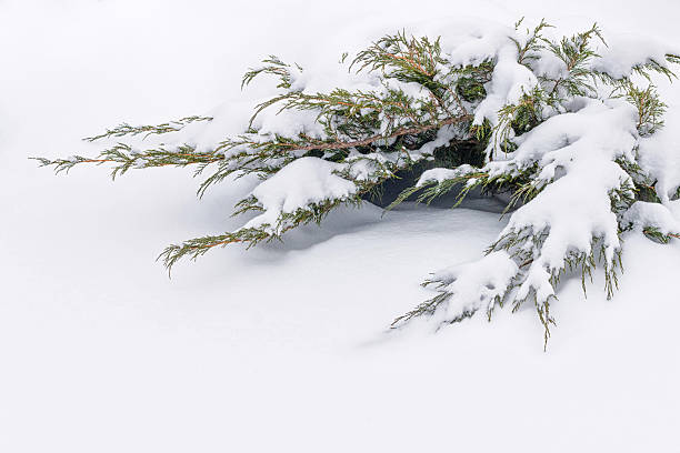 rosyjska zima. zielona kiełkownik jałowca pod śniegiem, białe tło - sheeted zdjęcia i obrazy z banku zdjęć