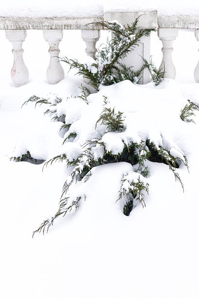 러시아어 겨울. 눈 아래 녹색 주니퍼 새싹, 흰색 배경 - sheeted 뉴스 사진 이미지