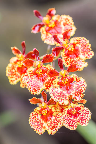 Orange Oncidium orchid. Orange orchid, Oncidium, Dancing Lady, with water droplets, on green blurred background, in Thailand. Macro. oncidium orchids stock pictures, royalty-free photos & images