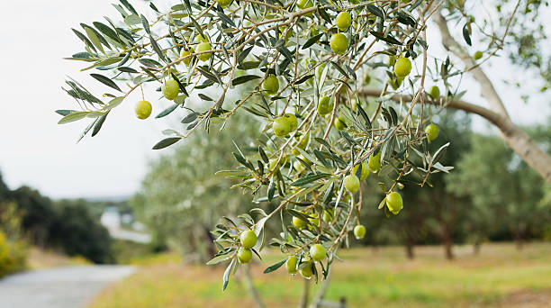 istock Green Olives on the Branch 628515514