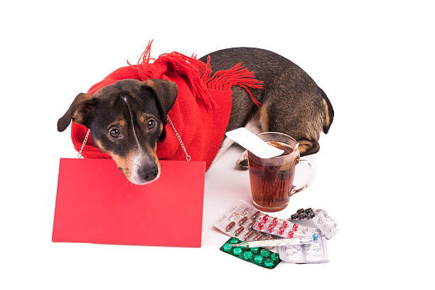istock sick dog with medicine on a white background 628515524