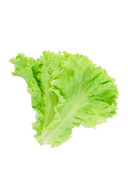 istock Salad leaf. Lettuce isolated on white background. 628515958