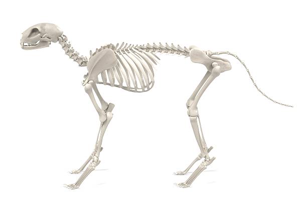 cat skeleton realistic 3d render of cat skeleton animal spine stock pictures, royalty-free photos & images
