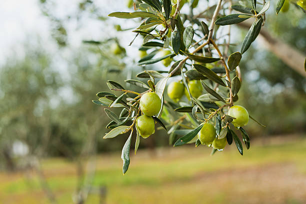 istock Green Olives on the Branch 628516850