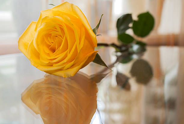istock Yellow rose is reflected in transparent glass table. 628517596