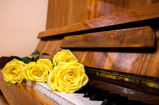 Beautiful yellow roses lie on black and white keyboard of old piano.